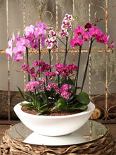 Arreglo Orchid Oasis XXL (Solo en Medellín)